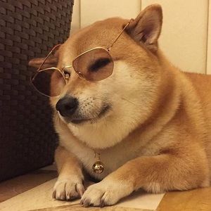 Meet your Posher, Rhiannon